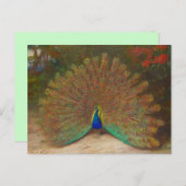 Uniek Peacock Briefkaart (Voorkant / Achterkant)