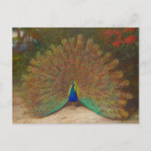 Uniek Peacock Briefkaart (Voorkant)