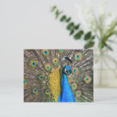 Uniek Peacock-Briefkaart Briefkaart (Staand voorkant)