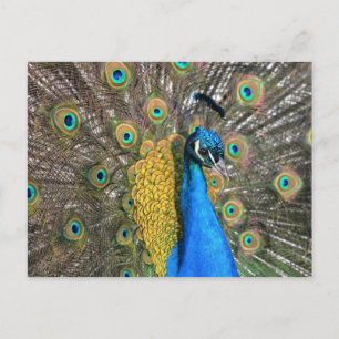 Uniek Peacock-Briefkaart Briefkaart