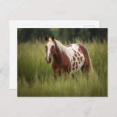 Uniek Pinto Paard Briefkaart (Voorkant / Achterkant)