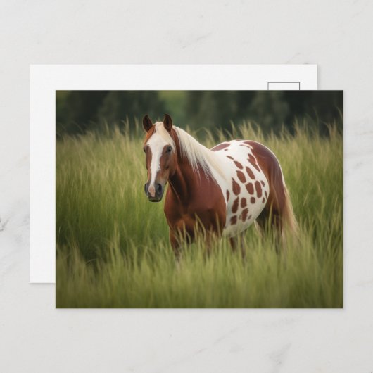 Uniek Pinto Paard Briefkaart (Voorkant / Achterkant)