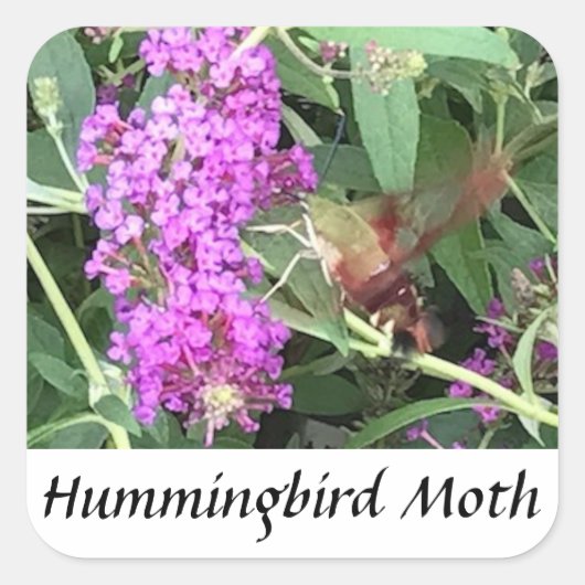 Uniek uitziende insect Hummingbird Moth Stickers (Voorkant)