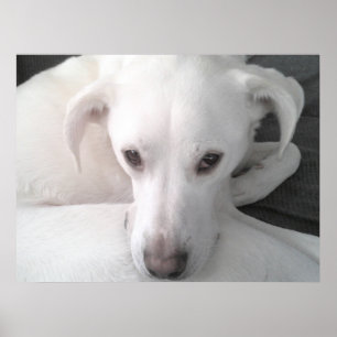 Unieke foto van witte Labrado retriever kruising h Poster