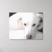 Unieke foto van witte labrador reever Mix Dog Canvas Afdruk (Voorkant)