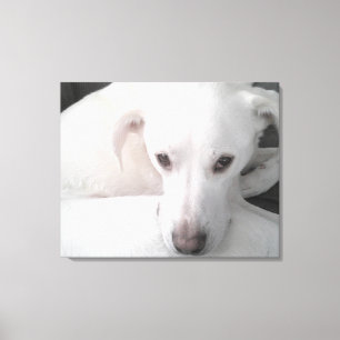Unieke foto van witte labrador reever Mix Dog Canvas Afdruk