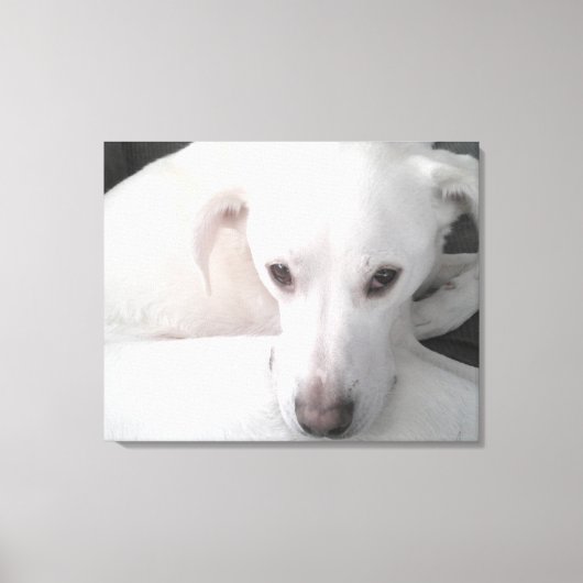 Unieke foto van witte labrador reever Mix Dog Canvas Afdruk (Voorkant)