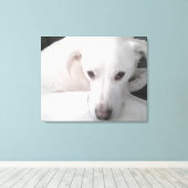Unieke foto van witte labrador reever Mix Dog Canvas Afdruk (Insitu (Houten vloer))