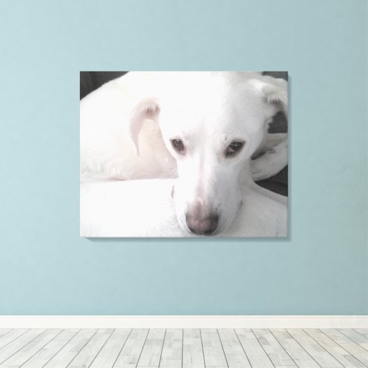 Unieke foto van witte labrador reever Mix Dog Canvas Afdruk (Insitu (Houten vloer))