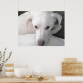 Unieke foto van witte labrador reever Mix Dog Poster (Keuken)