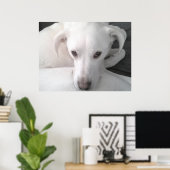 Unieke foto van witte labrador reever Mix Dog Poster (Thuiskantoor)