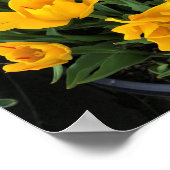 Unieke Gele Tulpen Poster (Hoek)