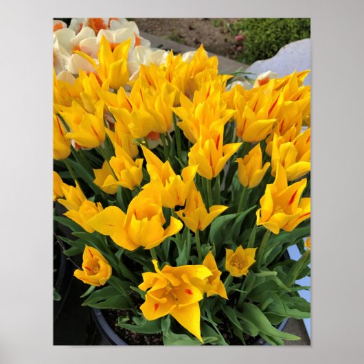 Unieke Gele Tulpen Poster (Voorkant)