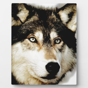 Unieke Motivatie wolf Fotoplaat