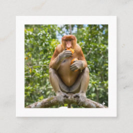 Unieke Neusaap Borneo Wildlife Sticker Vierkante Visitekaartje