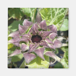 Unieke Paarse zonnebloemmagneet Magneet