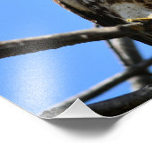 Unieke Rode-staartHawkfoto Foto Afdruk (Hoek)