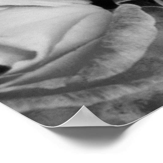 Unieke schoonheid poster (Hoek)