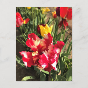 Unieke Tulp met rood en wit Briefkaart