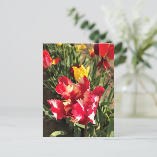 Unieke Tulp met rood en wit Briefkaart (Staand voorkant)