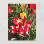 Unieke Tulp met rood en wit Briefkaart (Voorkant)