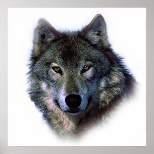 Unieke Wolf Artwork Motivatie Freedom Poster (Voorkant)