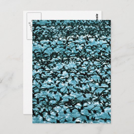 Unimak Pass Shearwater Briefkaart (Voorkant / Achterkant)