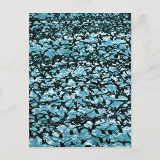 Unimak Pass Shearwater Briefkaart (Voorkant)