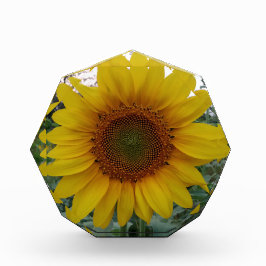Unique Custom Photo Block in Octagon Shape Fotoblokken