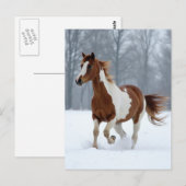 Unique Winter Paint Horse Briefkaart (Voorkant / Achterkant)