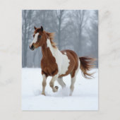 Unique Winter Paint Horse Briefkaart (Voorkant)