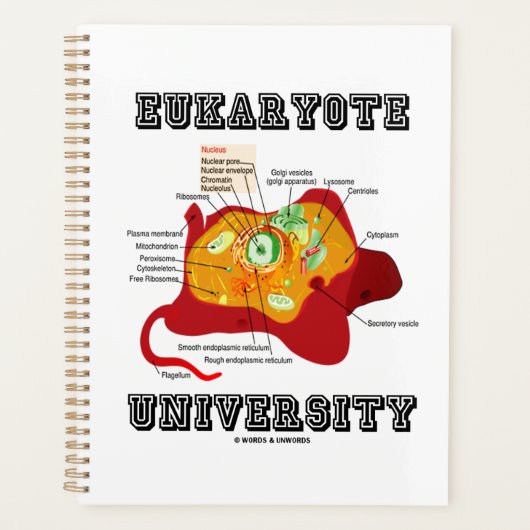 Universiteit van Eukaryote Diercel Anatomie Planner (Voorkant)