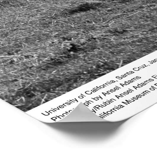 University of California, Santa Cruz, 1963 Poster (Hoek)