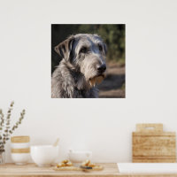 Unmpressed Majesty: The Wolfhounds Stoic Gaze (De