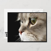 Up-Close Kat Post Card Briefkaart (Voorkant / Achterkant)