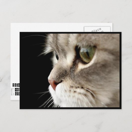 Up-Close Kat Post Card Briefkaart (Voorkant / Achterkant)