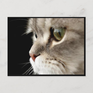 Up-Close Kat Post Card Briefkaart