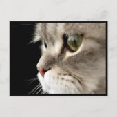 Up-Close Kat Post Card Briefkaart (Voorkant)