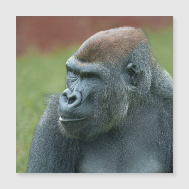 Up Close with Gorilla Lope: Betoverend portret van (Voorkant)