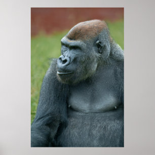 Up Close with Gorilla Lope: Betoverend portret van Poster