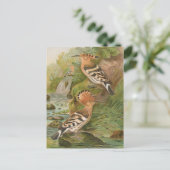 Upa epops van Johann Friedrich Naumann Briefkaart (Staand voorkant)