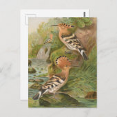 Upa epops van Johann Friedrich Naumann Briefkaart (Voorkant / Achterkant)