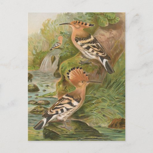 Upa epops van Johann Friedrich Naumann Briefkaart (Voorkant)