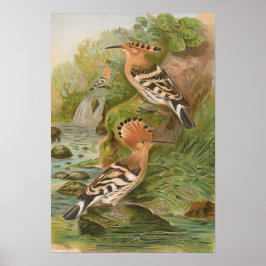 Upa epops van Johann Friedrich Naumann Poster