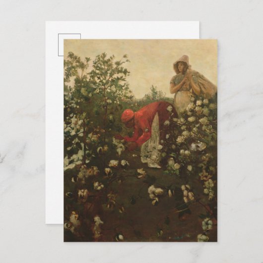 Upland Cotton Briefkaart (Voorkant / Achterkant)