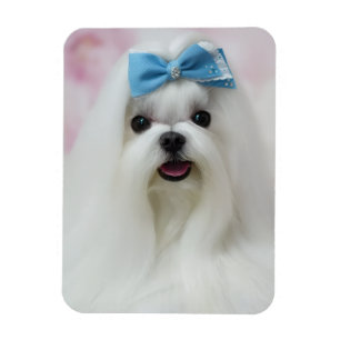 Upload foto van huisdier Schattige Aardige Hond Magneet