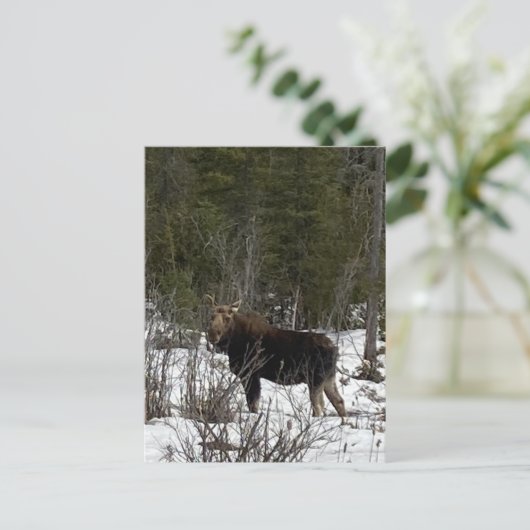 Upper Peninsula Moose wildernis surfen Wildlife Feestdagenkaart (Staand voorkant)