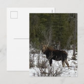 Upper Peninsula Moose wildernis surfen Wildlife Feestdagenkaart (Voorkant / Achterkant)