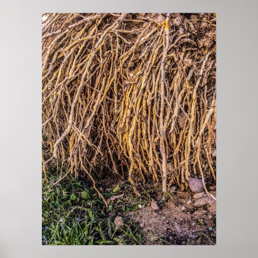 Uprooted 5 Print, Poster paper (semischuim) (Voorkant)