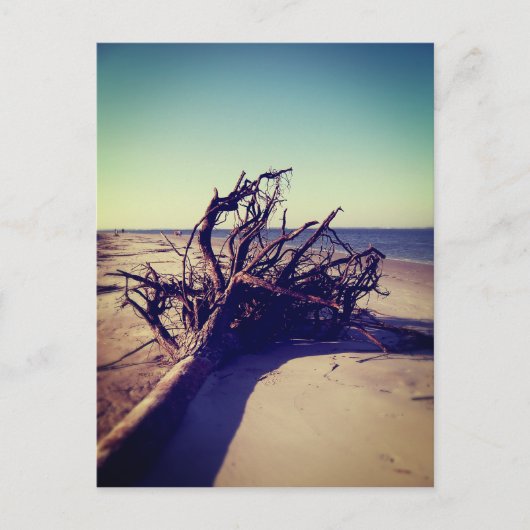 Uprooted Tree on the Beach Briefkaart (Voorkant)